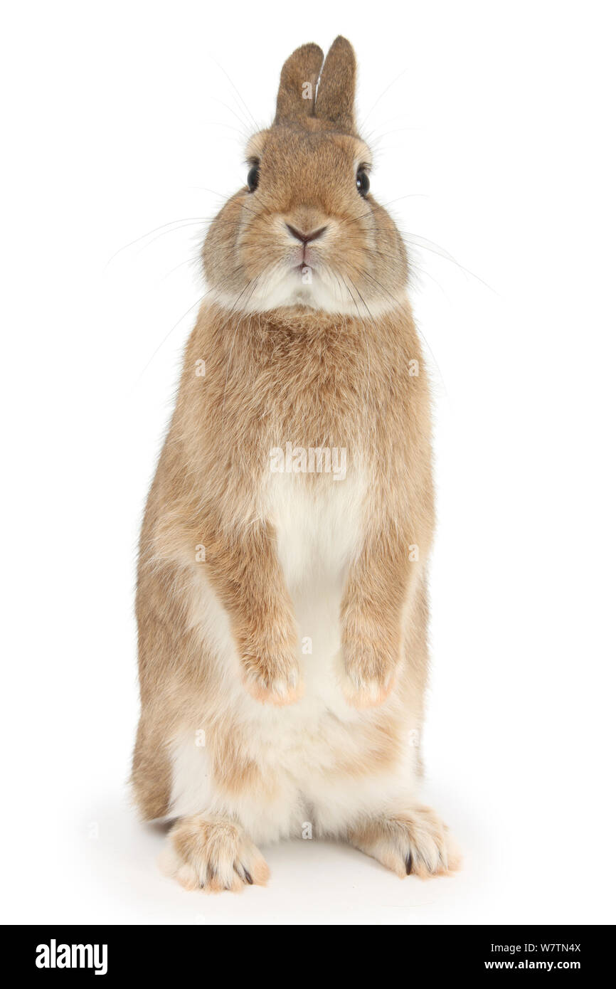 Sandy Netherland dwarf-cross, Peter rabbit, debout, contre fond blanc [] Banque D'Images