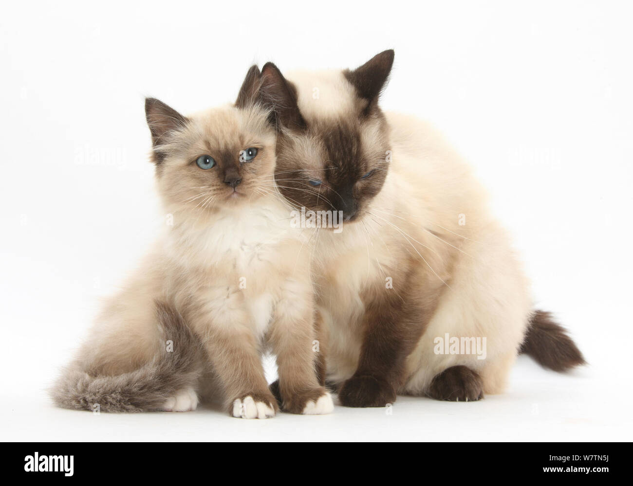 La mère de la croix-birman cat se blottissant jusqu'à son chaton, against white background Banque D'Images