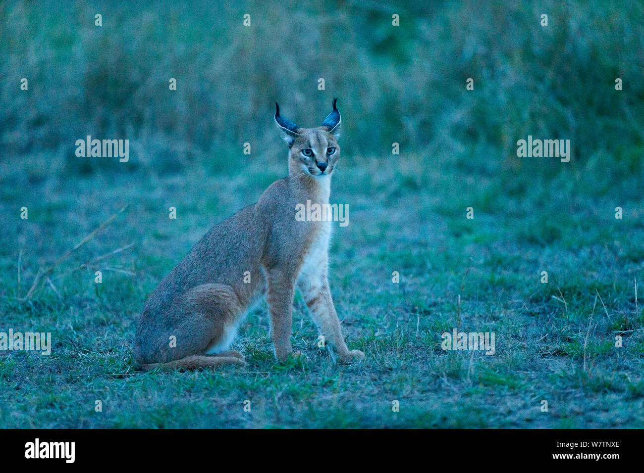 Caracal (Caracal caracal) au crépuscule, Masai-Mara game reserve, Kenya, octobre Banque D'Images