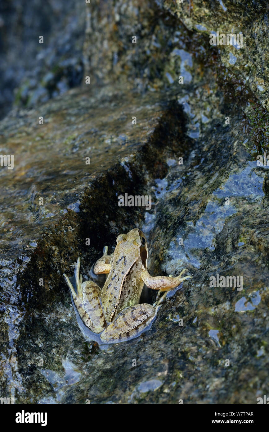 European common frog (Rana temporaria) sur de la roche, près de Lac des barrage des Gloriettes, Parc National des Pyrénées, France, juin. Banque D'Images