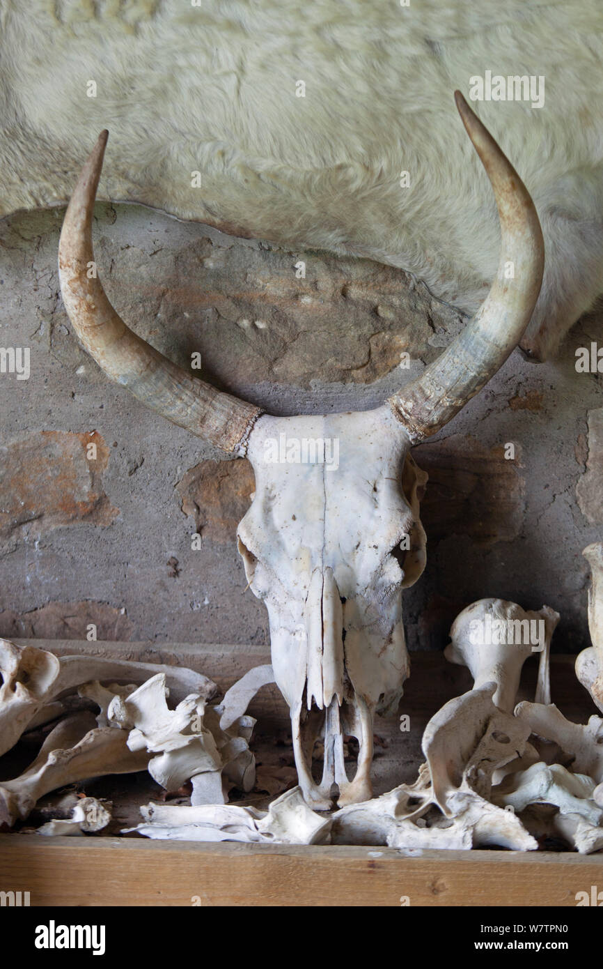 Sauvage chillingham cattle Skull and Bones, Parc du Château de Chillingham, Northumberland, Angleterre, octobre Banque D'Images