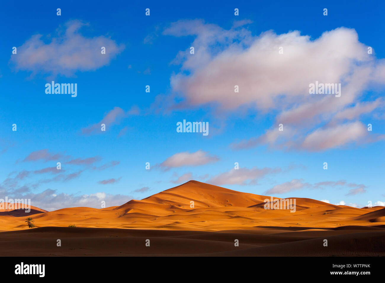 Erg Chebbi Dunes au lever du soleil, désert du Sahara, Maroc, Afrique du Nord, mars 2011. Banque D'Images