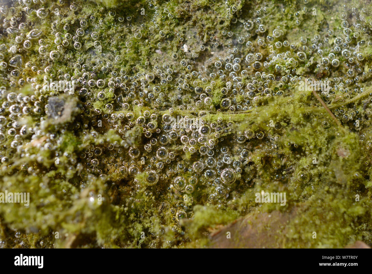 Mat d'algues d'eau douce verte blooming sur un draincover humide, libérant de l'oxygène par la photosynthèse des bulles, Wiltshire, Royaume-Uni, mai. Banque D'Images