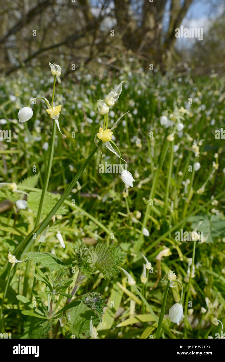 Peu de fleur, poireau (l'Allium paradoxum) une espèce asiatique très envahissante qui déplace l'printemps flore indigène au Royaume-Uni, de plus en plus des tapis denses, Marlborough Downs woodland, Wiltshire, UK, avril. Banque D'Images