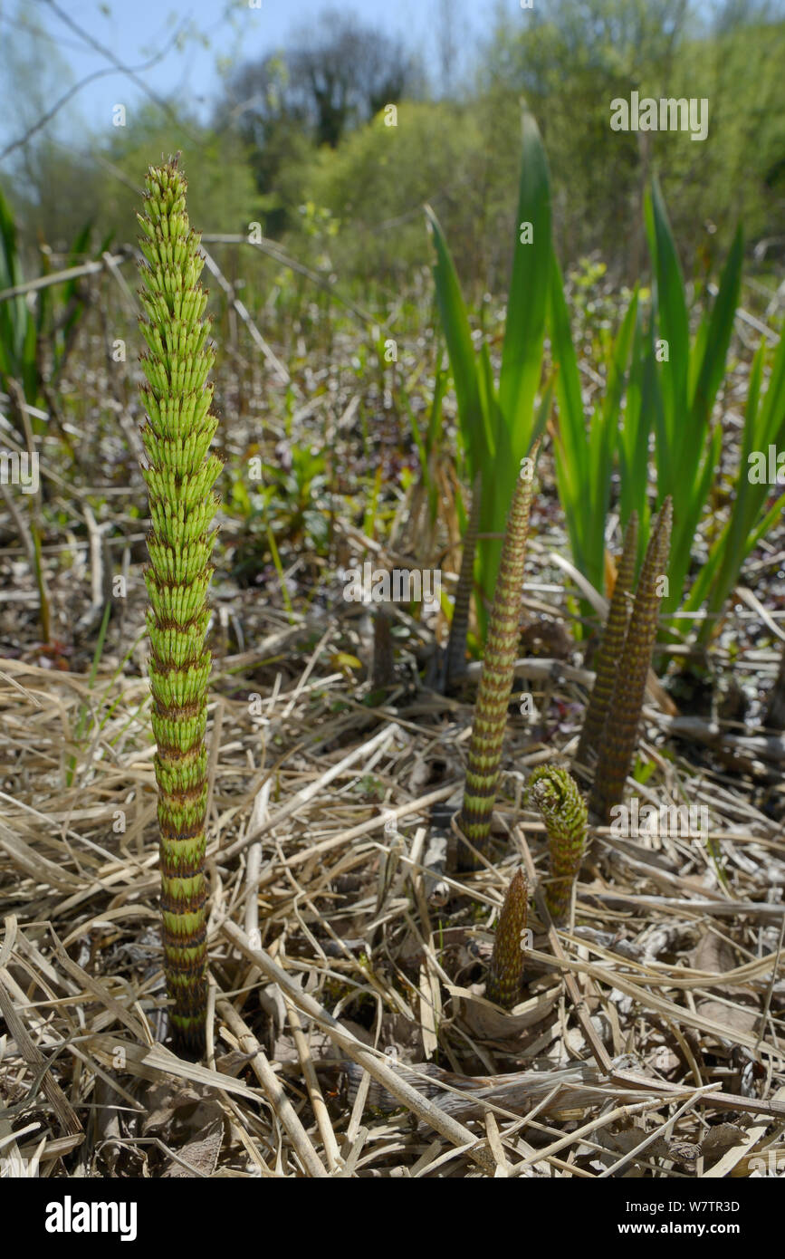 Low angle view of Great horsetail (Equisteum telmateia) tiges stériles qui sortent de terre marécageuse bordant un étang, Wiltshire, Royaume-Uni, mai. Banque D'Images