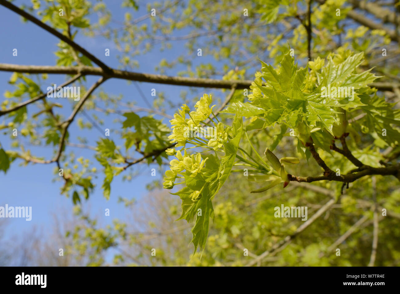 Érable de Norvège (Acer platanoides) jeunes feuilles et des fleurs au printemps, Wiltshire, Royaume-Uni, mai. Banque D'Images