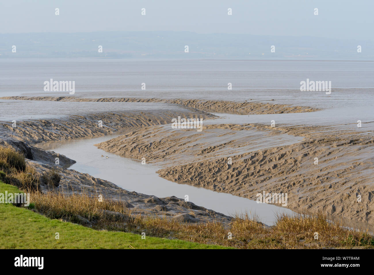 Bord de marais salants et des marées creek à travers les vasières à marée basse sur l'estuaire de la Severn, Somerset, Royaume-Uni, mars. Banque D'Images