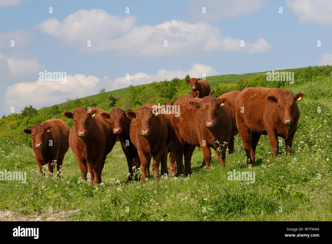 Troupeau de bœufs Devon Rouge rubis (Bos taurus) debout dans les pâturages entre un stand de cow parsley (Anthriscus sylvestris) sur The Ridgeway, Berwick Bassett, Marlborough Downs, Wiltshire, Royaume-Uni, juin. Banque D'Images