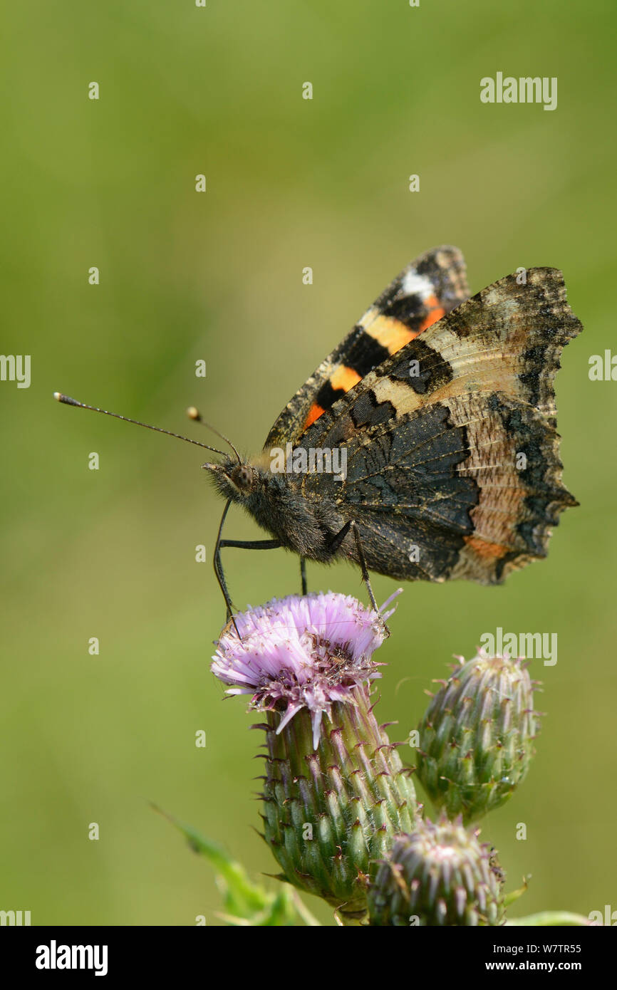 Petit papillon écaille (Aglais urticae) se nourrissant de fleurs de chardon des champs (Cirsium arvense), Wiltshire, Royaume-Uni, juillet. Banque D'Images