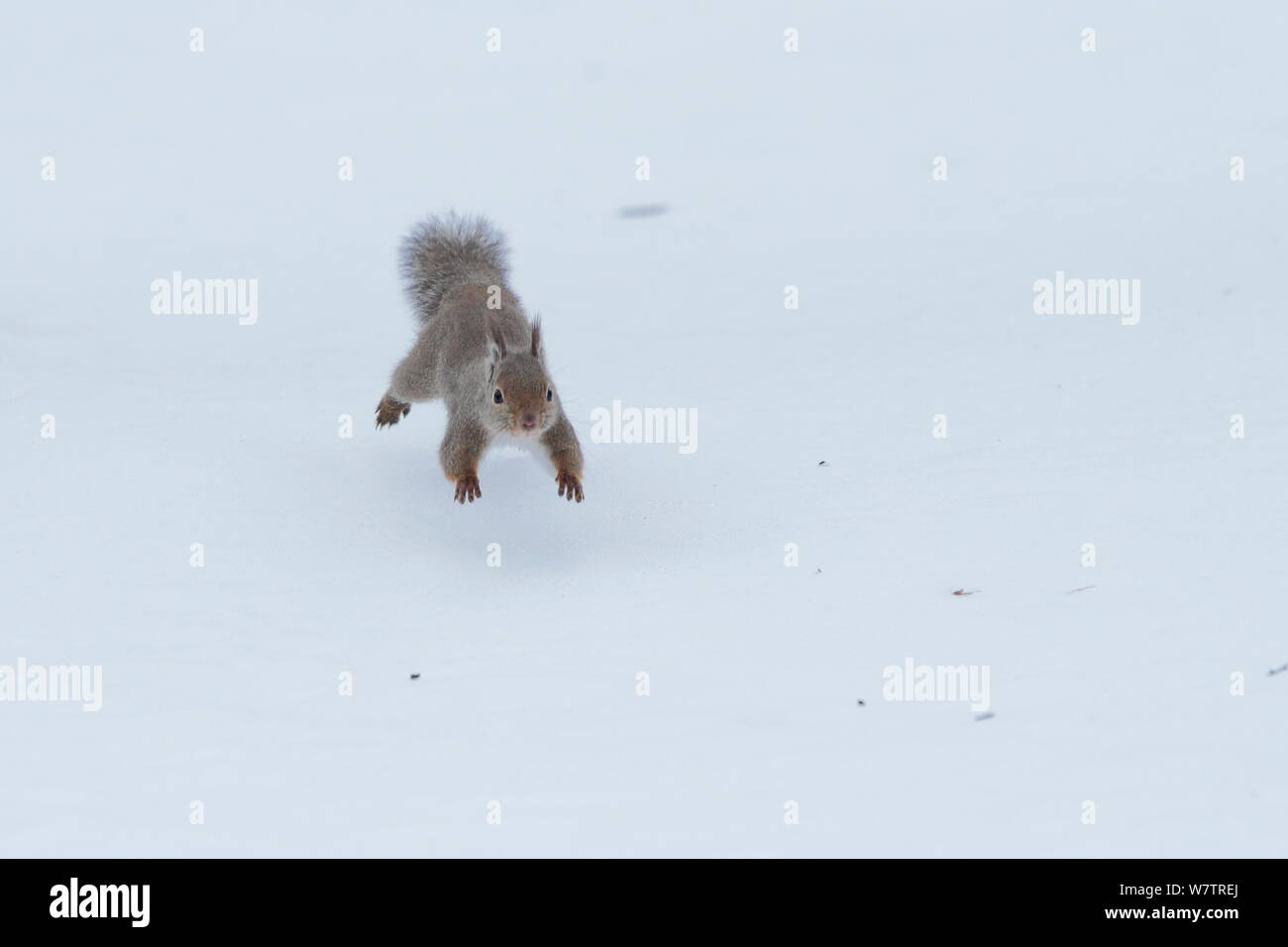 L'écureuil japonais (Sciurus lis) tournant sur la neige , Mont Yatsugatake, Nagano Prefecture, Japon, février. Les espèces endémiques. Banque D'Images