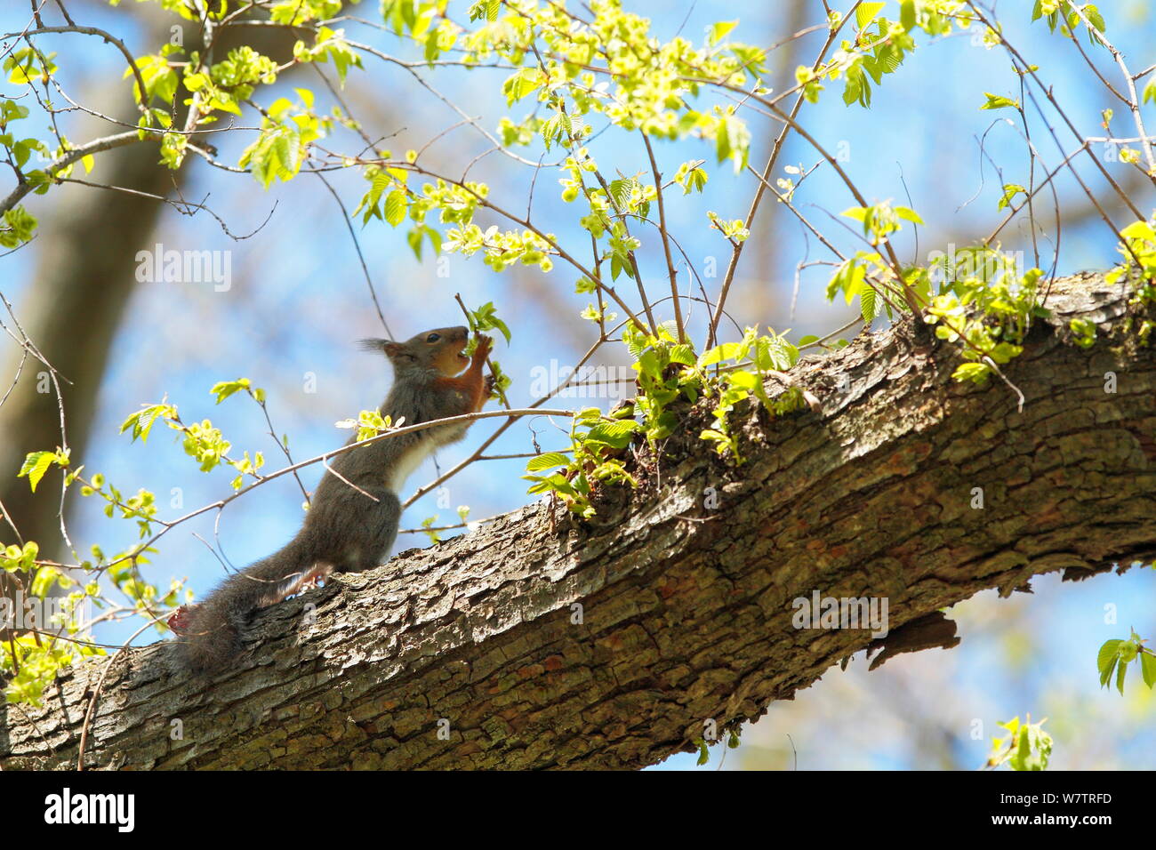 L'écureuil japonais (Sciurus lis) se nourrissant sur les pousses , Mont Yatsugatake, Nagano Prefecture, Japon, mai. Les espèces endémiques. Banque D'Images