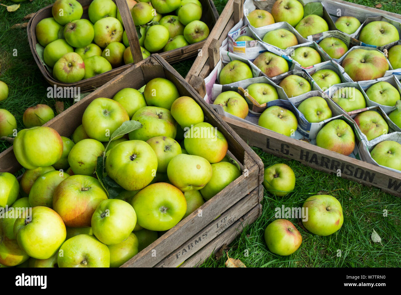 La récolte des pommes Bramley pommes fraîchement cueillies, triés et placés dans des plateaux en bois et protégé avec du papier journal, Angleterre, octobre, Banque D'Images