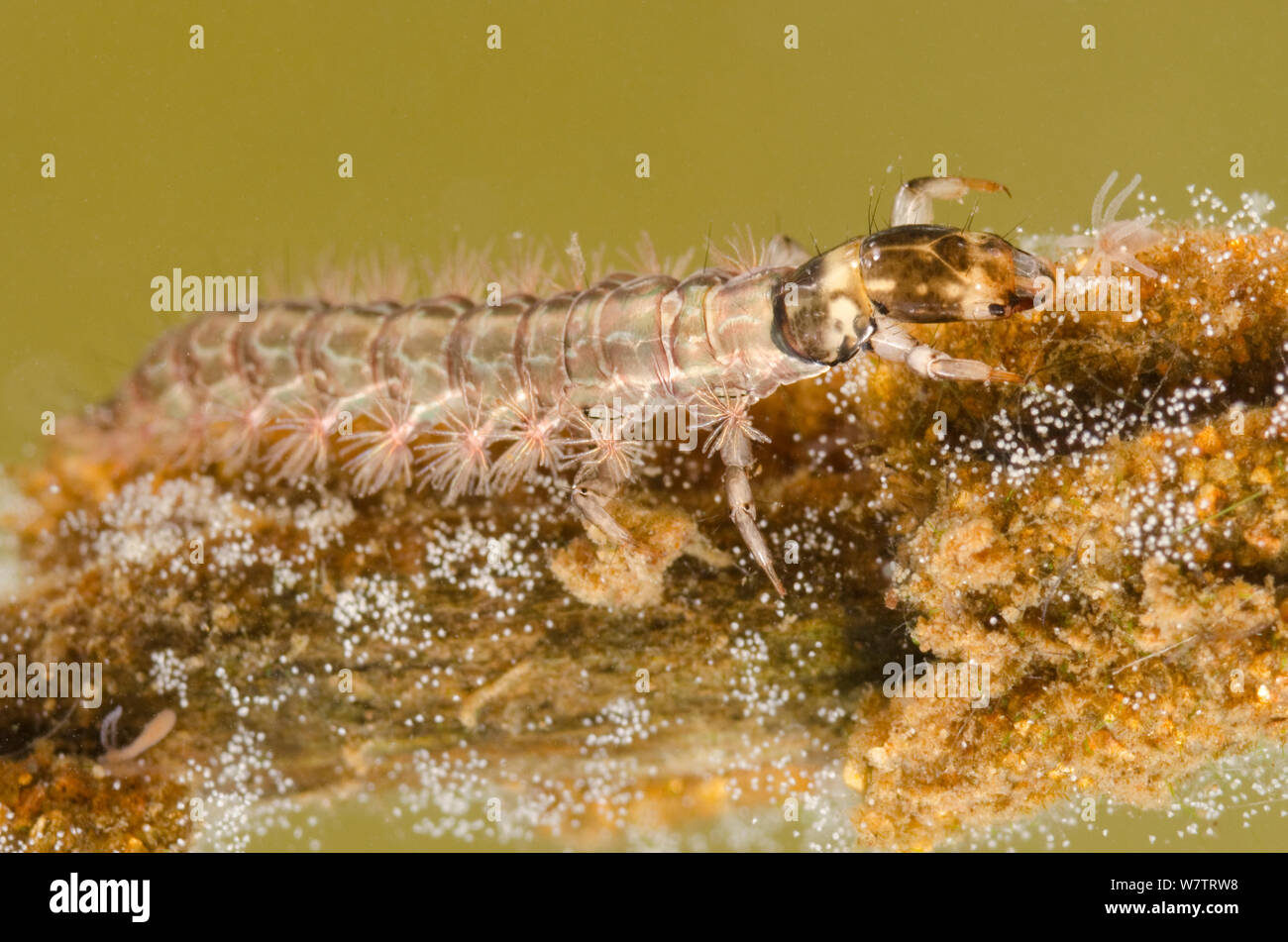 Larve de phrygane vivant en liberté (Rhyacophilidae) explorer petit hydra, Europe, juillet, des conditions contrôlées Banque D'Images