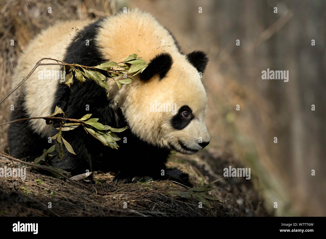 Panda géant (Ailuropoda melanoleuca) sub adulte. Bifengxia, Chine. En captivité. Banque D'Images