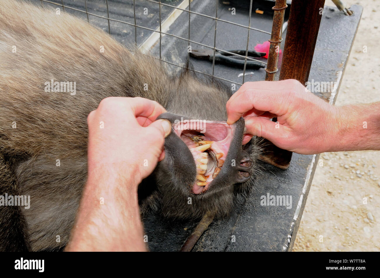 L'examen vétérinaire babouin Chacma dents (Papio hamadryas ursinus) DeHoop Réserve Naturelle. Western Cape, Afrique du Sud. Banque D'Images