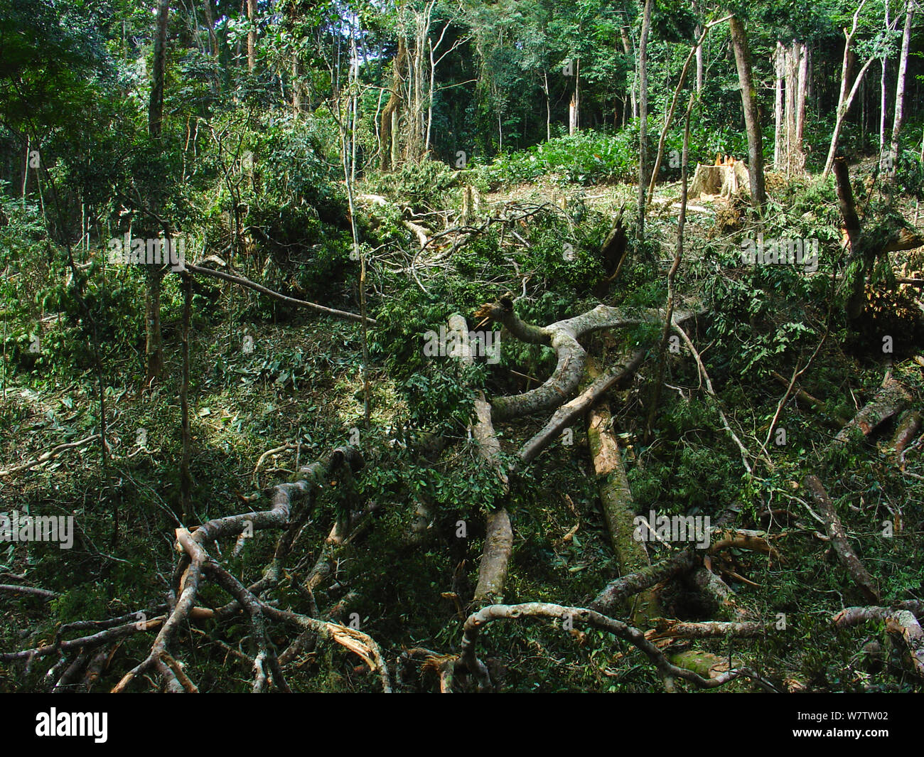 La forêt tropicale de l'Afrique de l'autorisation de faire place à des champs agricoles, au sud du Parc National Odzala-Kokoua, Mbomo, République du Congo, mai 2005. Banque D'Images