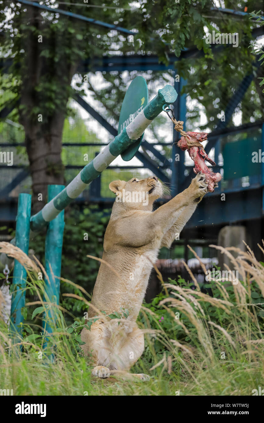 Londres, Royaume-Uni. 07Th Aug 2019. ZSL London Zoo's Asiatic Indi lionne montre son comportement de chasse naturel, se joindre à la Journée mondiale de l'Lion 2019 avec le cadeau d'un tout nouveau 'seesaw sur mesure' de Liontrust. Crédit : Chris Aubrey/Alamy Live News Banque D'Images