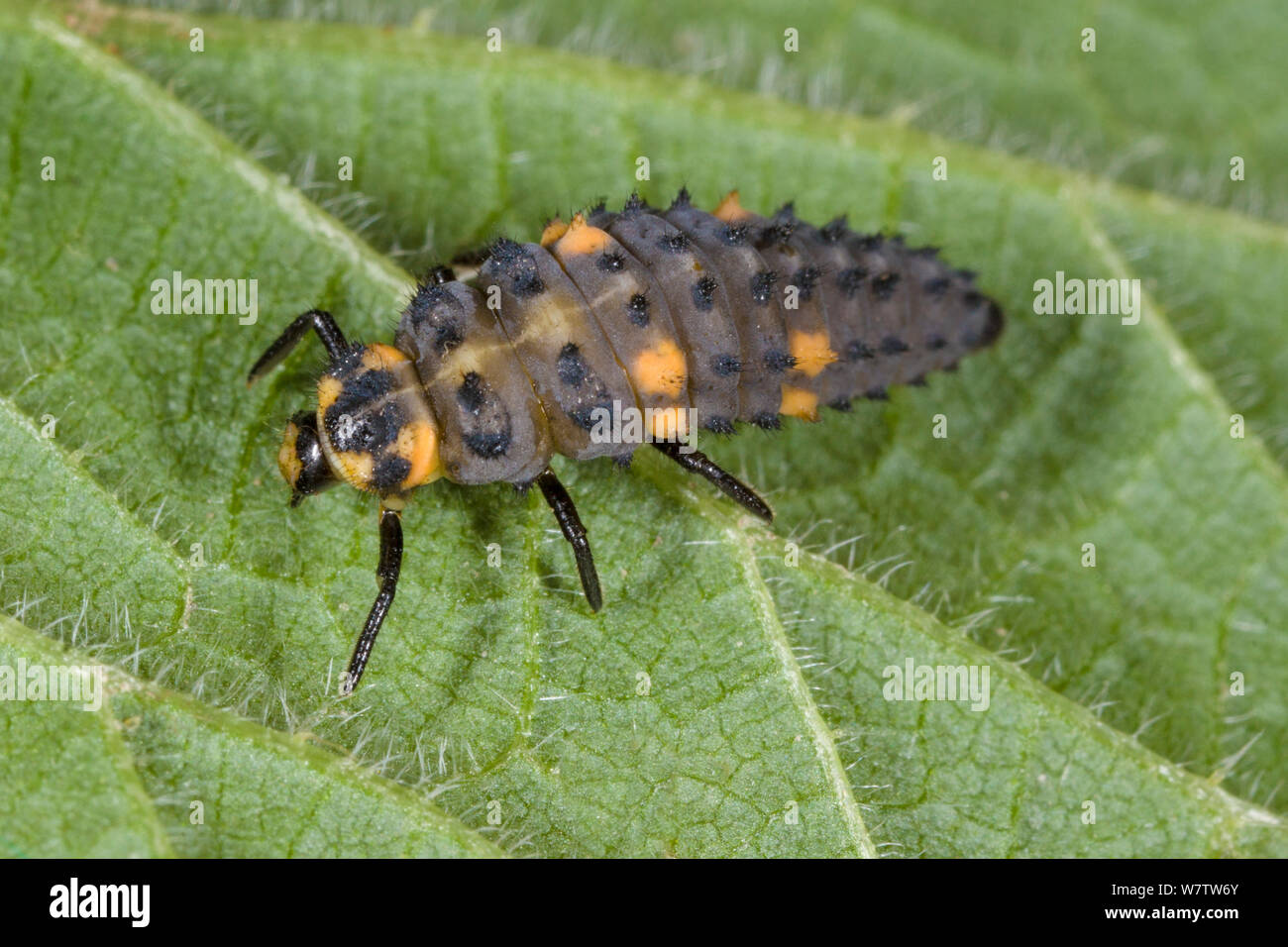 Seven-Spot (Coccinella septempunctata Coccinelle) larve sur feuille d'ortie, UK, mai. Banque D'Images