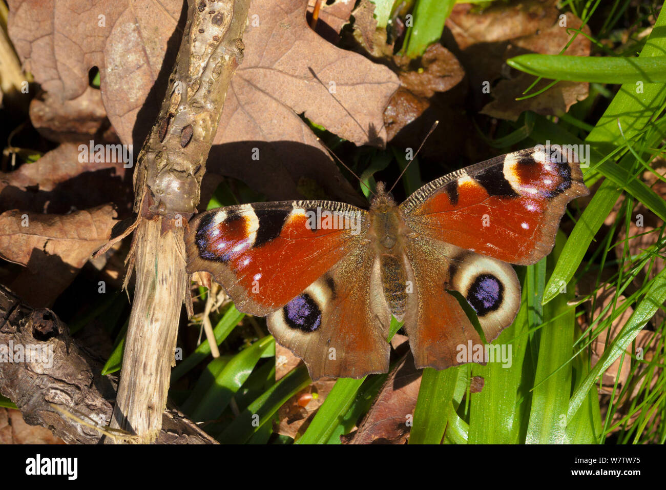 Peacock butterfly (Inachis io) nouveaux de l'hibernation, le pèlerin avec ailes ouvertes au soleil du printemps. Parc national de Peak District, Cheshire, Royaume-Uni, mai. Banque D'Images