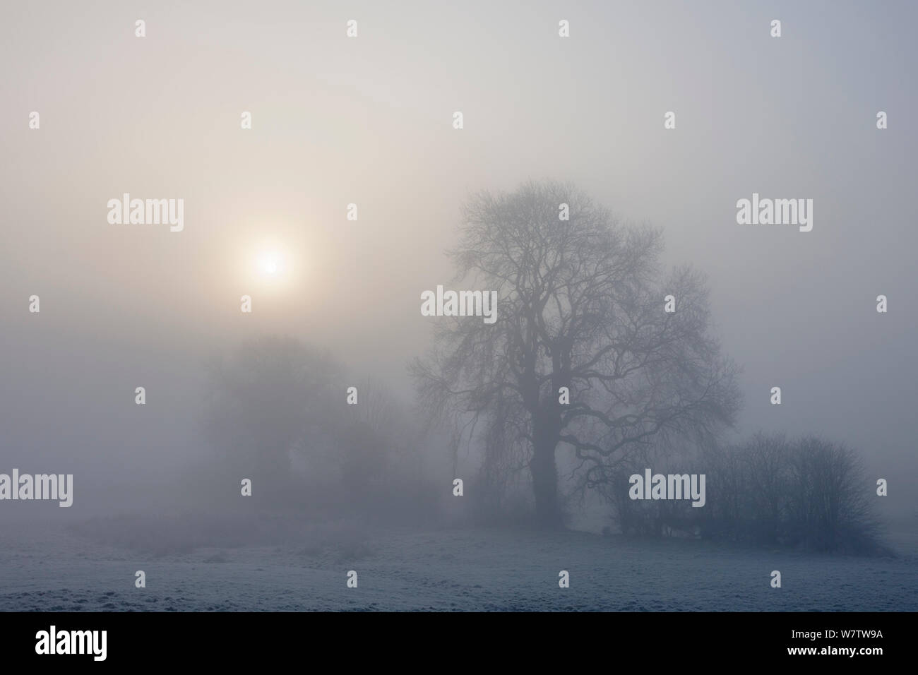 Lever de soleil derrière de frênes (Fraxinus excelsior) dans un épais brouillard. Bonsall, parc national de Peak District, Derbyshire, Royaume-Uni, mars. Banque D'Images