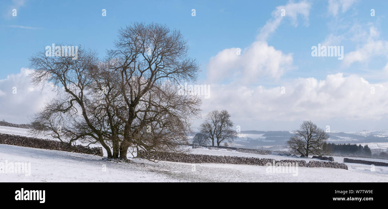 Frêne (Fraxinus excelsior) en hiver, parc national de Peak District, Derbyshire, Royaume-Uni. Mars. Banque D'Images