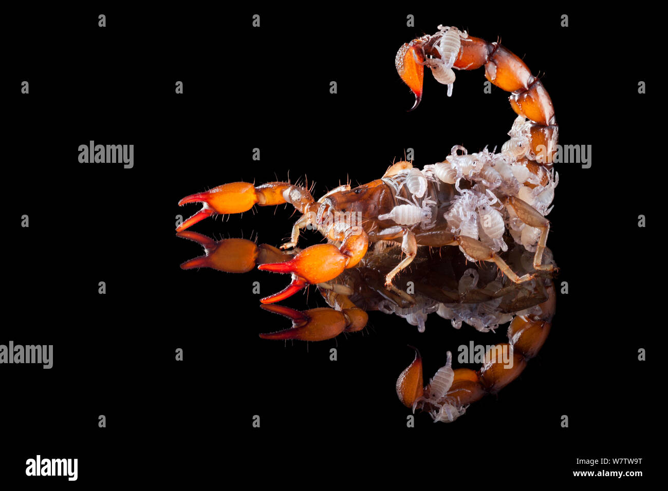 Scorpion Babies Banque D Image Et Photos Alamy