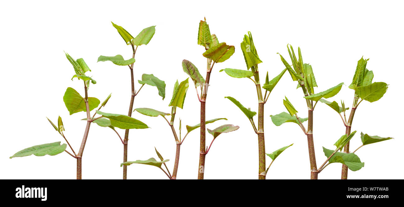 La renouée japonaise (Fallopia japonica) plante contre fond blanc, au Royaume-Uni. Les espèces envahissantes. Banque D'Images