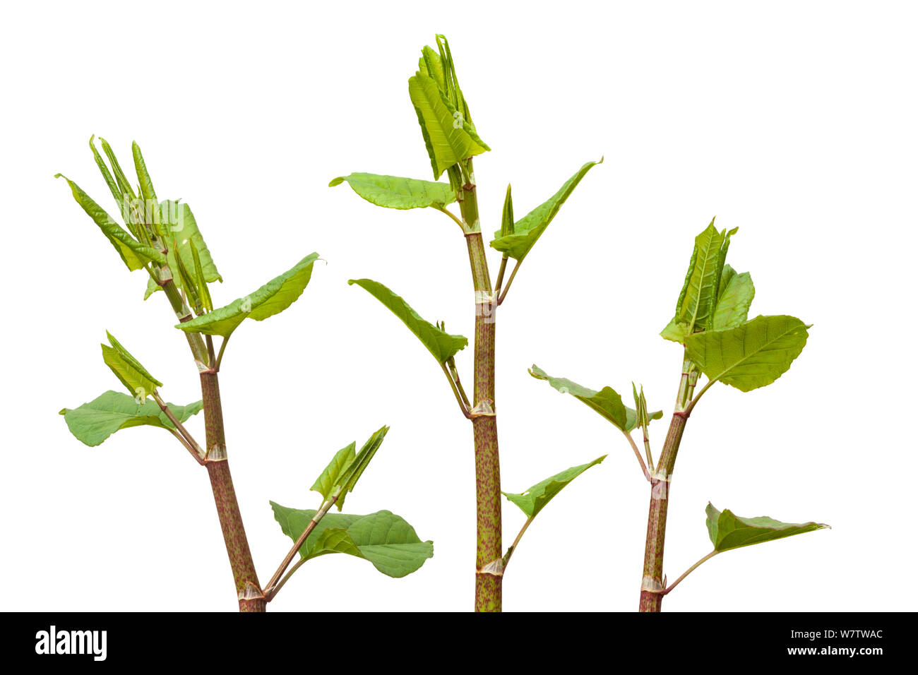 La renouée japonaise (Fallopia japonica) plante contre fond blanc, au Royaume-Uni. Les espèces envahissantes. Banque D'Images