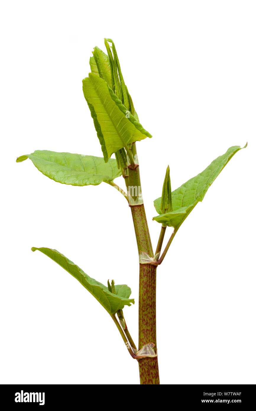 La renouée japonaise (Fallopia japonica) plante contre fond blanc, au Royaume-Uni. Les espèces envahissantes. Banque D'Images
