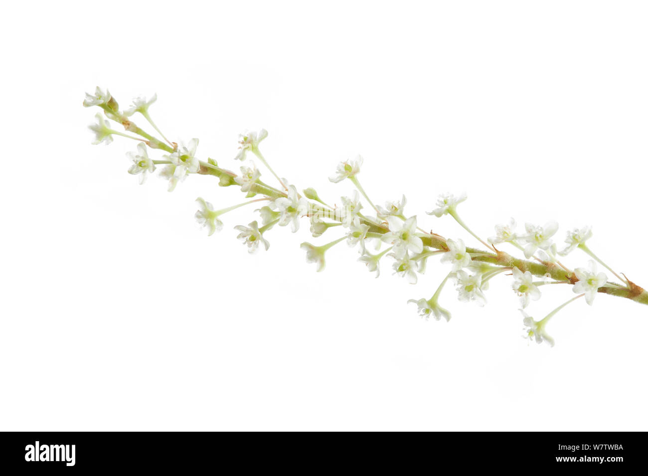 La renouée japonaise (Fallopia japonica) fleurs, contre fond blanc, parc national de Peak District, Derbyshire, Angleterre, Royaume-Uni, septembre. Les espèces envahissantes. Banque D'Images