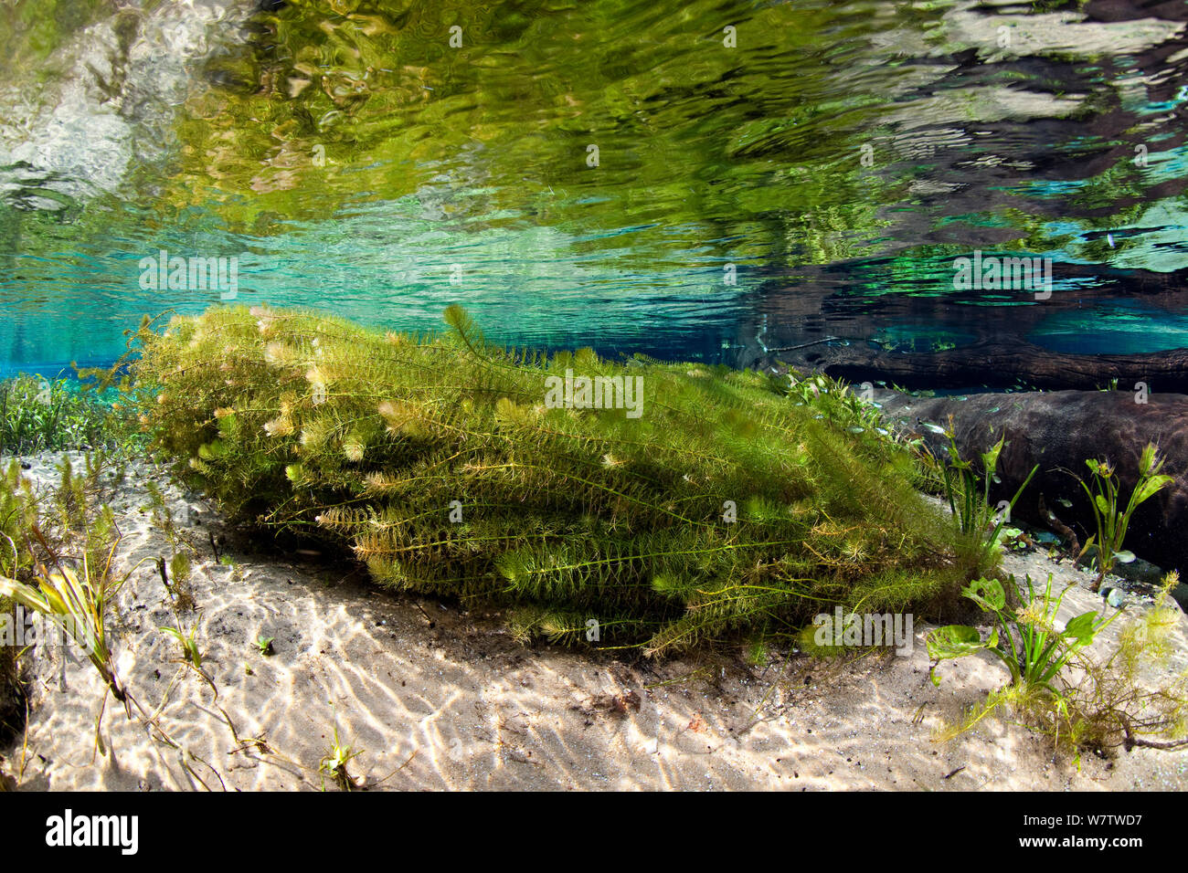 Les plantes aquatiques dans le ressort principal à Rio Sucuri, bonite, Mato Grosso do Sul, Brésil Banque D'Images