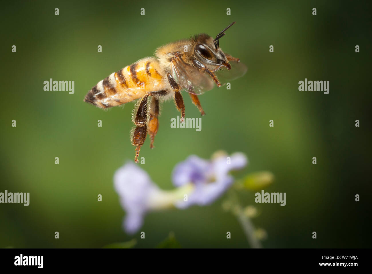 L'abeille africaine (Apis mellifera scutellata) en vol, à l'extérieur de Bulawayo, Zimbabwe, novembre. Banque D'Images