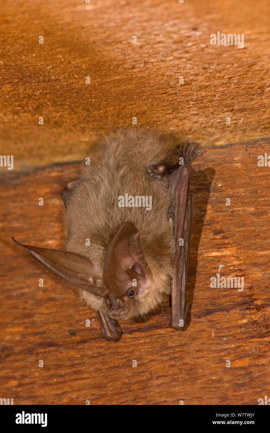 L'homme taupe de grande chauve-souris (Corynorhinus townsendiii) se percher dans une maison abandonnée, le Centre de l'Oregon, USA, juin. Banque D'Images