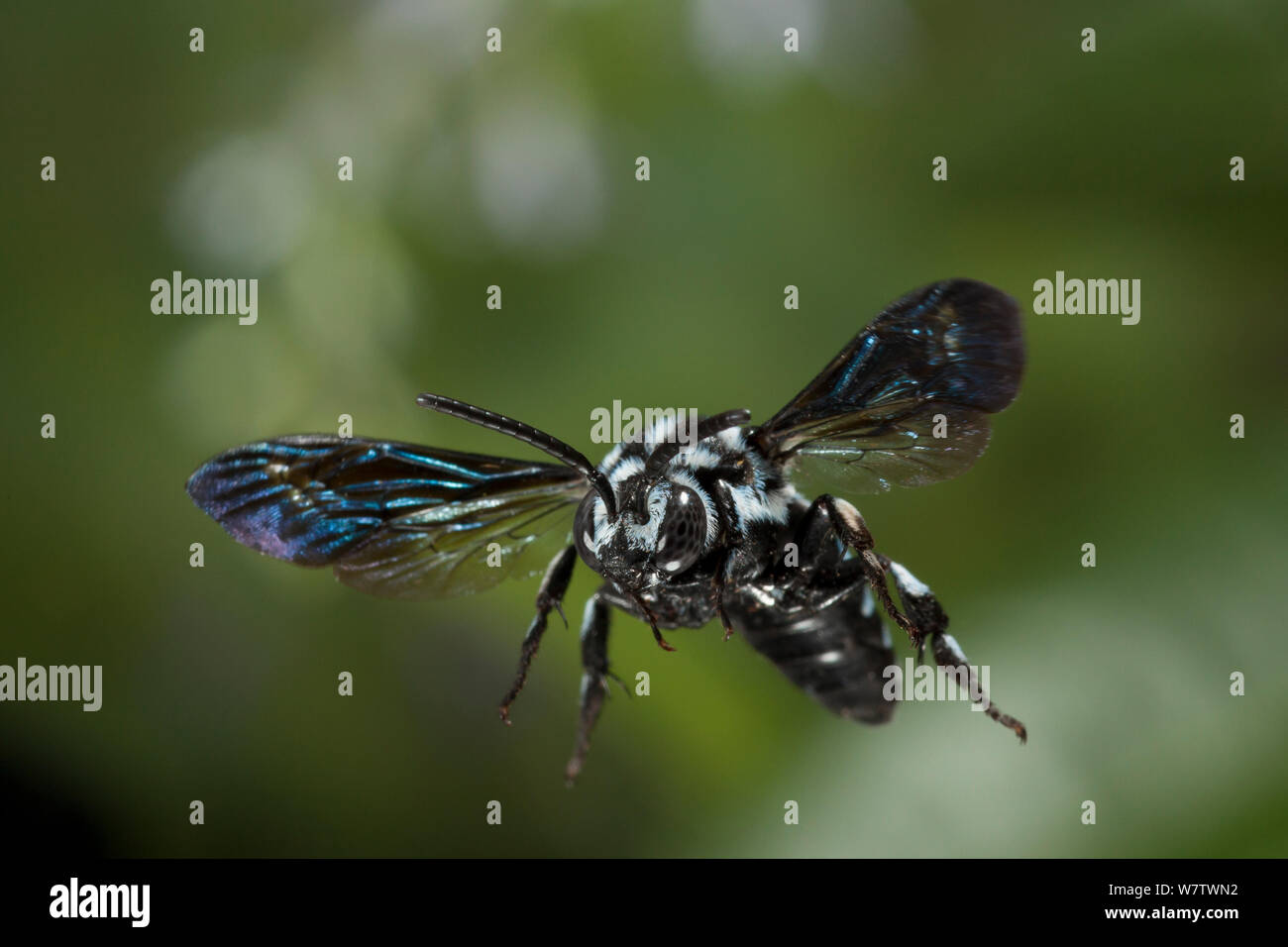 Abeille Coucou mâle (Thyreus sp éventuellement T. histrionicus) en vol, Matobo National Park , Zimbabwe, novembre. Banque D'Images