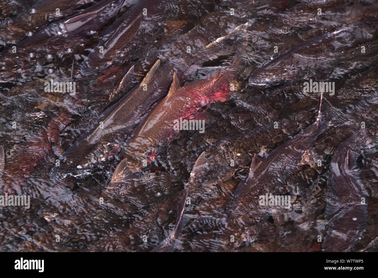 Slamon Saumon coho (Oncorhynchus kisutch) natation en amont de la plage de Cedar Creek Fish Hatchery, Oregon, USA, octobre. Banque D'Images