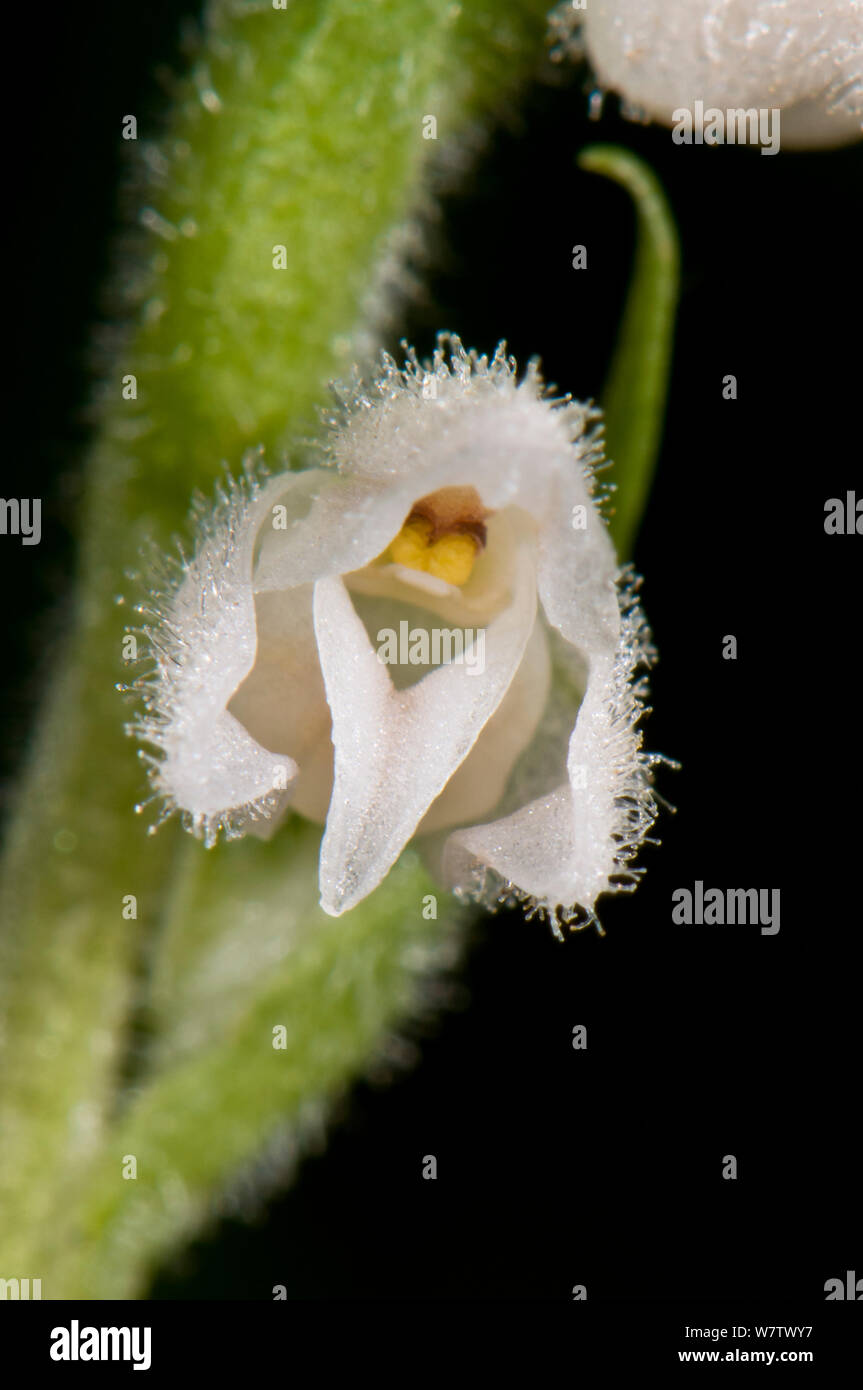 Mesdames rampante Goodyera repens (tresses), Frontino Sibillini, Ombrie, Italie, en juillet. Banque D'Images