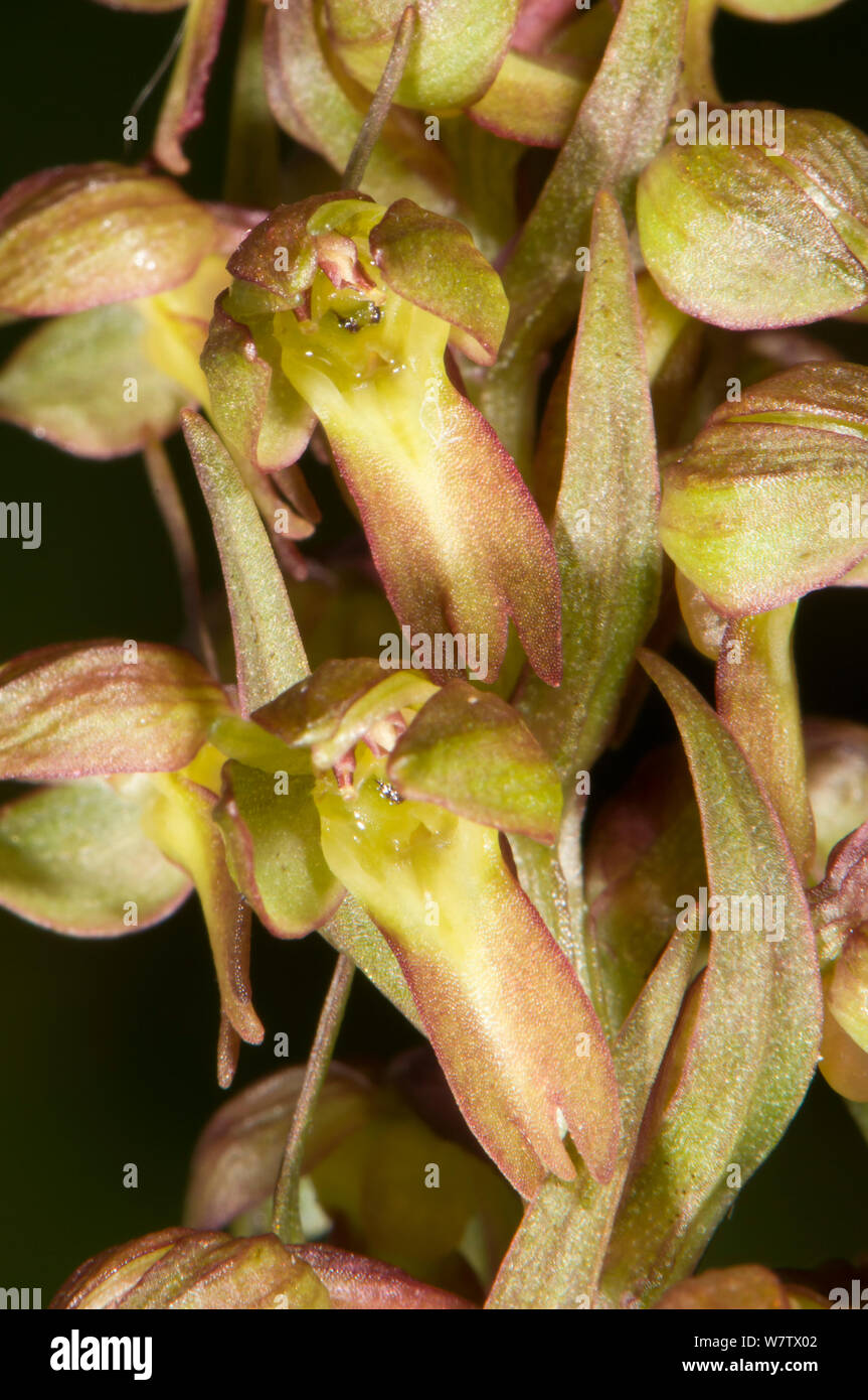 Orchidée grenouille (Coeloglossum viride) close up, le Mont Terminillo, Rieti, Latium, Italie, juin. Banque D'Images