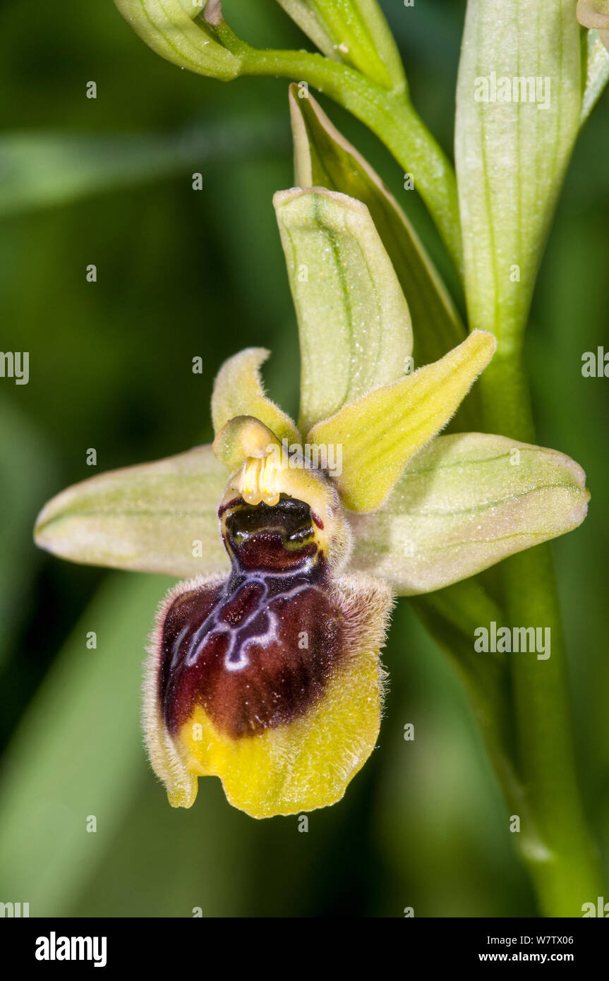 Orchidée hybride (Ophrys x etrusca) hybride de l'araignée (Ophrys sphegodes) tenthrède et orchid (Ophrys tenthredinifera) Via Appia Antiha, Rome, Italie. Mai. Banque D'Images
