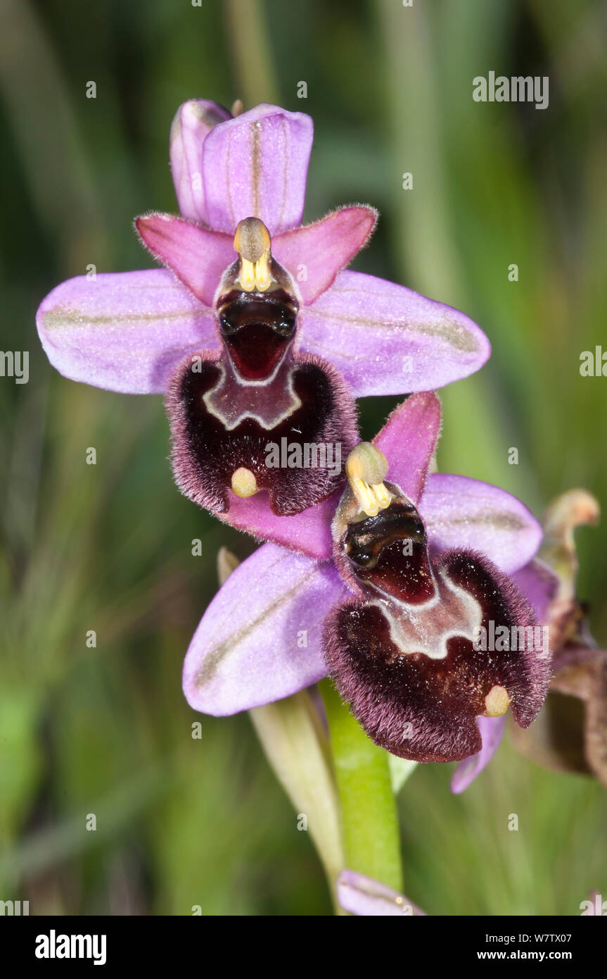 Ophrys × sorrentini, un hybride d'orchid (Ophrys Bertolonii bertolonii tenthrède) Orchid (Ophrys tenthredinifera) Benano,près de Orvieto, Ombrie, Italie. Mai. Banque D'Images