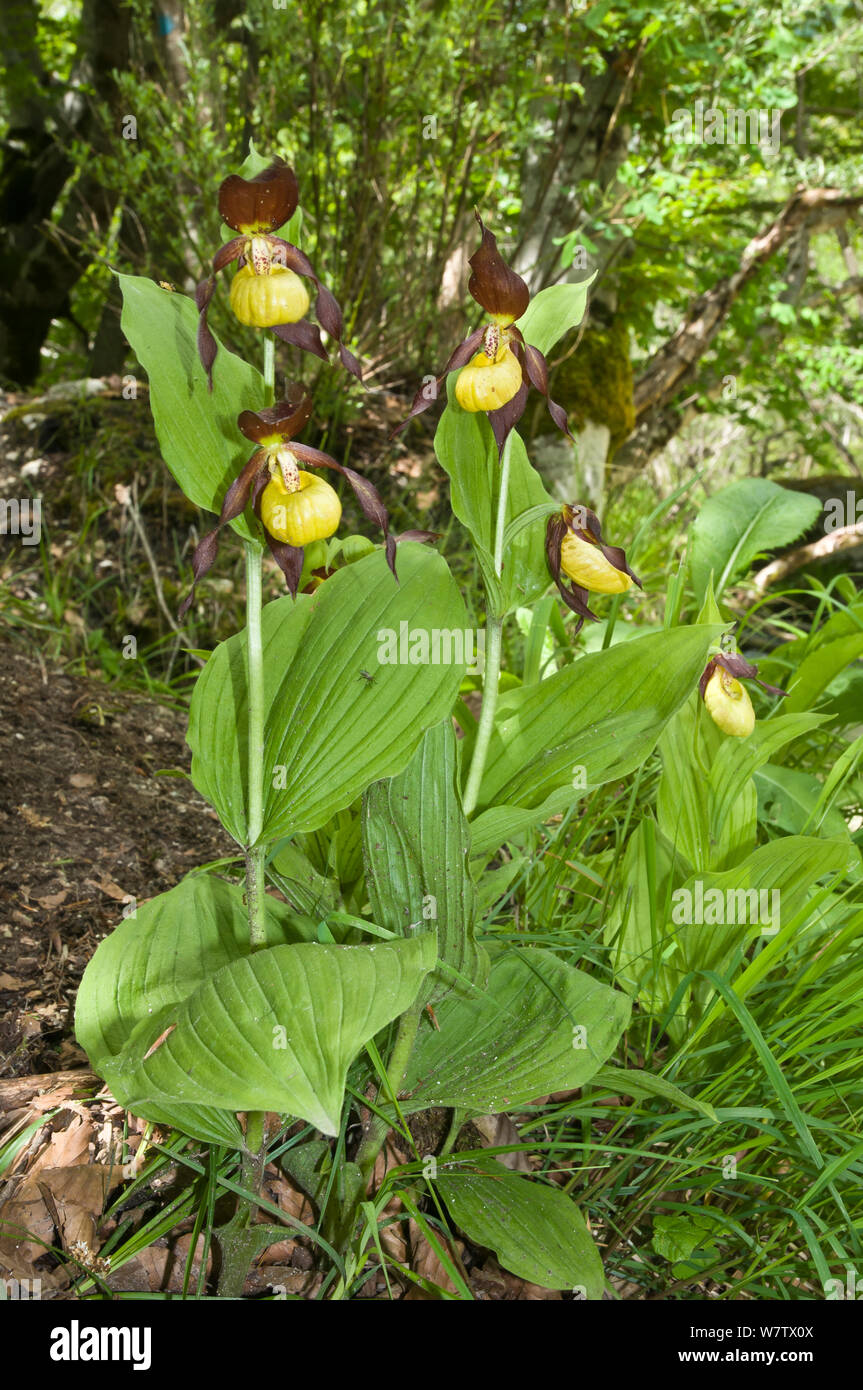 Lady's Slipper orchid (Cypripedium calceolus) Camosciara, Pescasseroil, Abruzzo, Italie. De juin. Banque D'Images