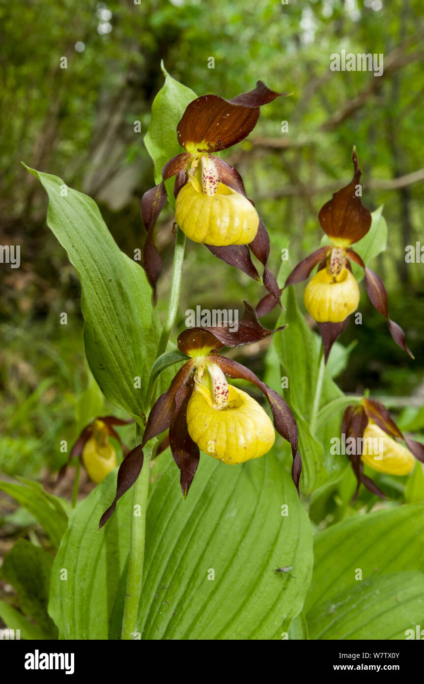Lady's Slipper orchid (Cypripedium calceolus) Camosciara, Pescasseroil, Abruzzo, Italie. De juin. Banque D'Images