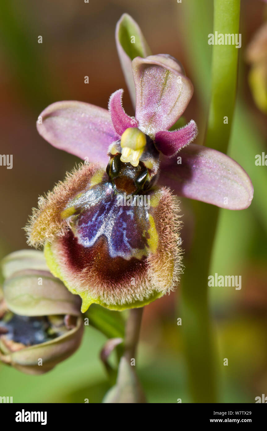 Orchidée hybride (Ophrys x heraultii beteewn) orchidée tenthrède (Ophrys tenthredinifera) et miroir (speculum) orchidée Orphys produits artificiellement. Royaume-uni, avril. Banque D'Images