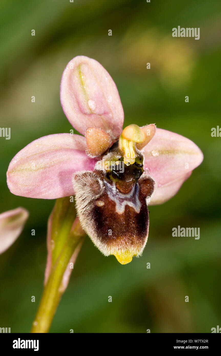 Orchidée hybride (Ophrys x sommieri) hybride de tenthrèdes (Ophrys tenthredinifera) et Bourdon orchidées (Ophrys bombyliflora) Pescia Romana, Orbetello, lazio, Italie, avril. Banque D'Images