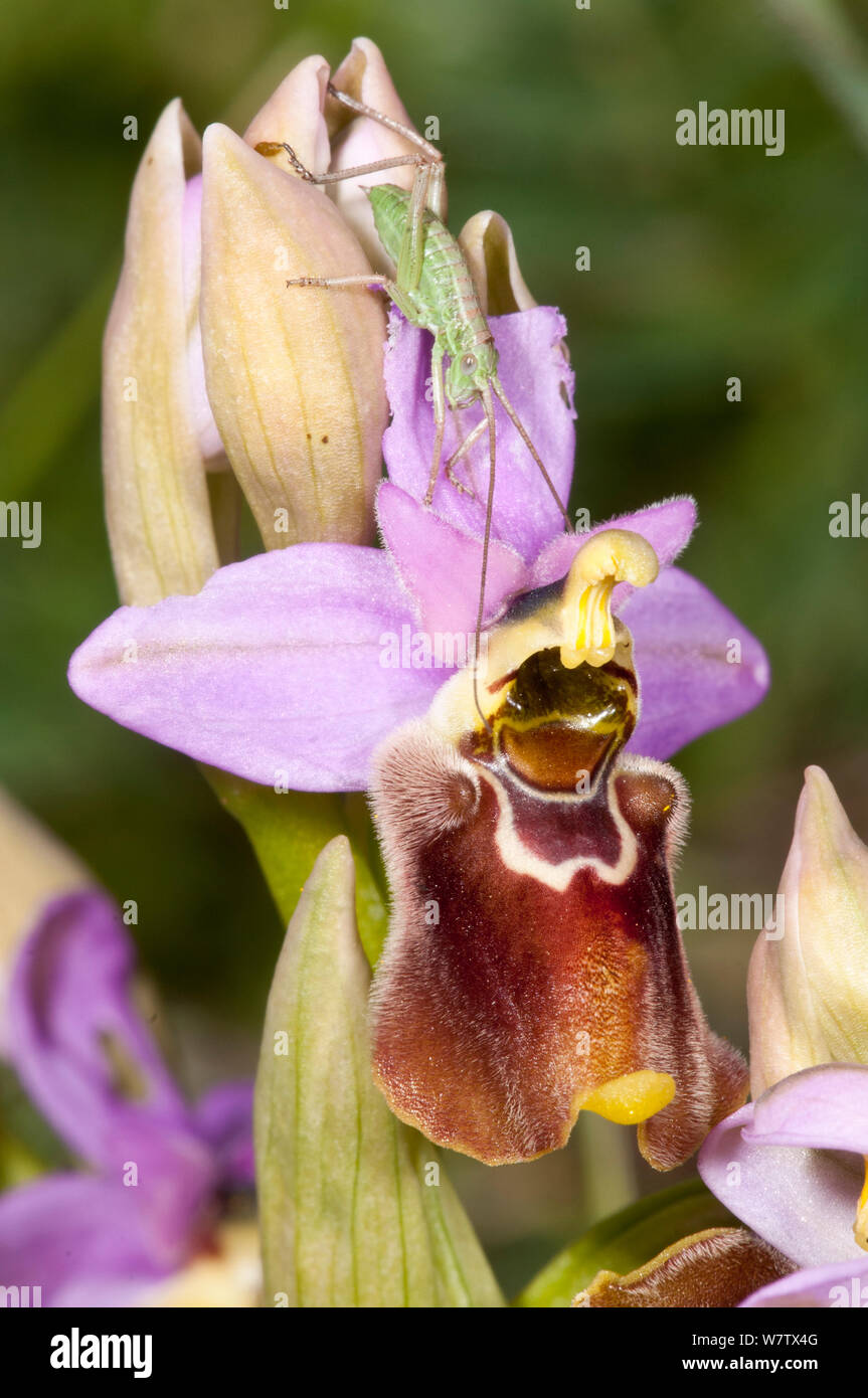 Orchidée hybride (Ophrys x francinae) hybride de tenthrèdes orchid (Ophrys tenthredinifera) et l'Ophrys apulica, près de Monte St Angelo, Gargano. Italie, avril. Banque D'Images