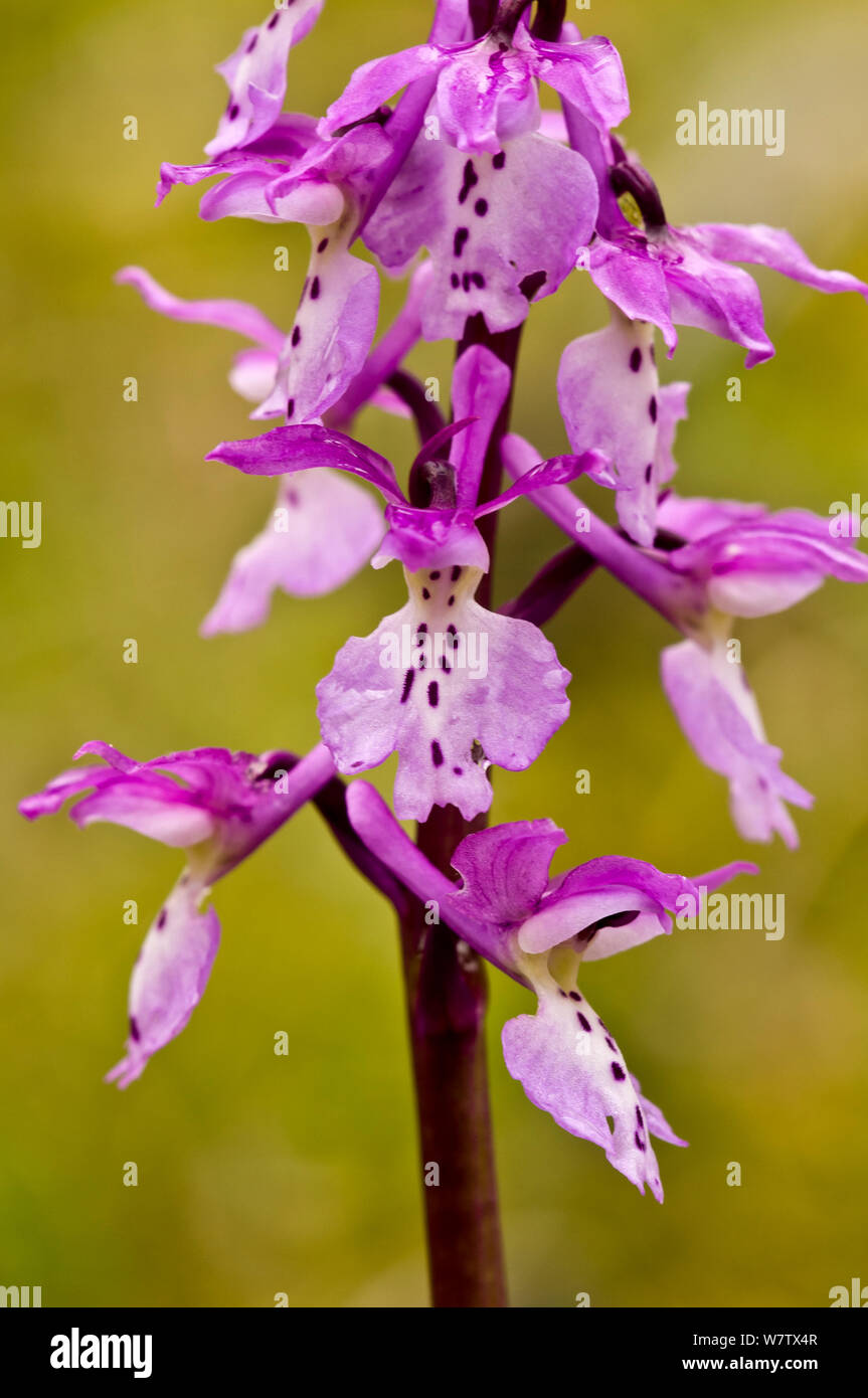 Early Purple Orchid (Orchis mascula) Le Mont Amiata. Toscane, Italie d'avril. Banque D'Images