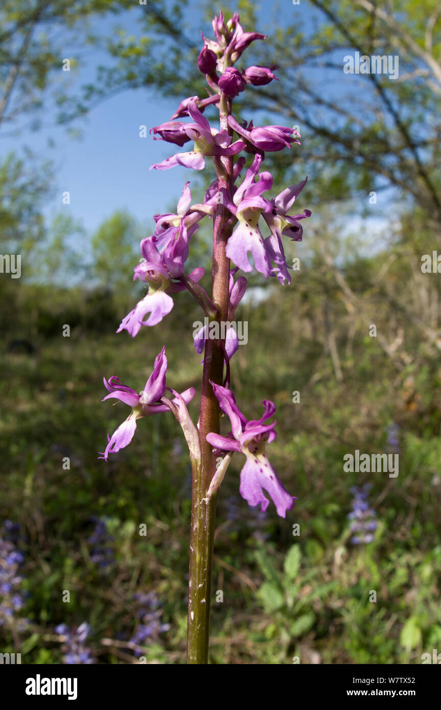Early Purple Orchid (Orchis mascula) Torrealfina, Orvieto, Ombrie, Italie, avril. Banque D'Images