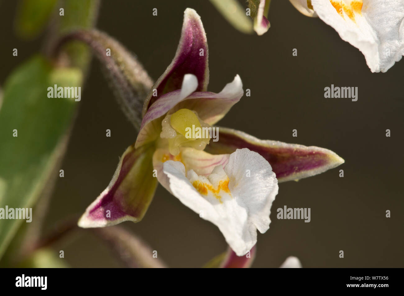 Marsh Helleborine (Epipactis palustris) espèces des terres humides, près de Castelfiori, Orvieto, Ombrie, Italie, en juillet. Banque D'Images