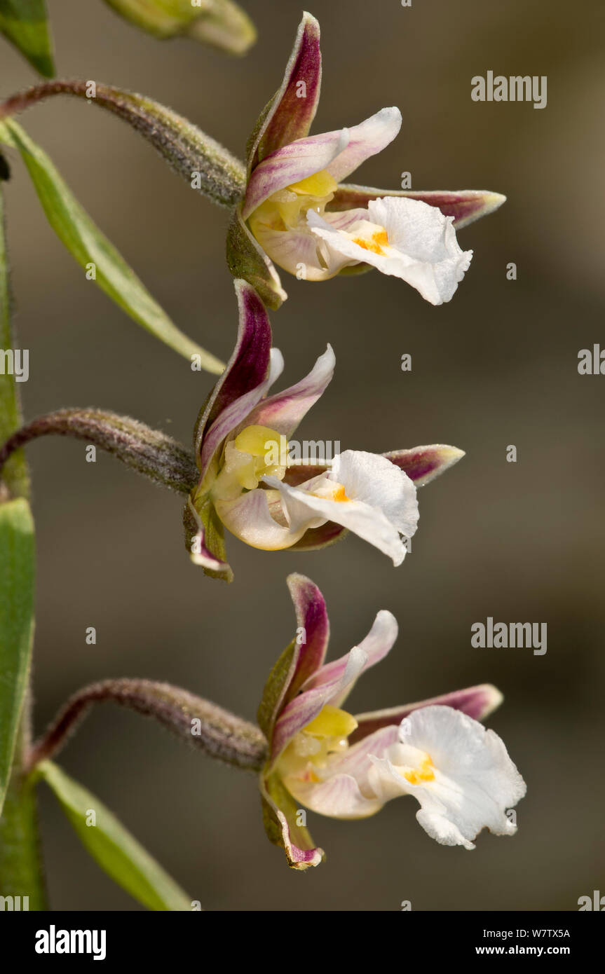 Marsh Helleborine (Epipactis palustris) espèces des terres humides, près de Castelfiori, Orvieto, Ombrie, Italie, en juillet. Banque D'Images