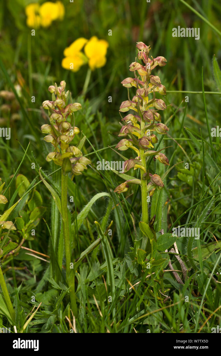 Orchidée grenouille (Coeloglossum viride) Mont Terminillo, lazio, Italie Juin. Banque D'Images