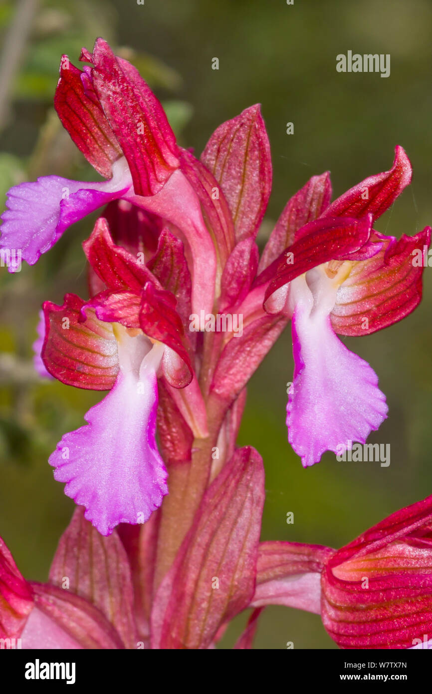 Papillon rose orchid (Orchis papilionacea) Portoferraio, l'île d'Elbe, Toscane, Italie, avril. Banque D'Images